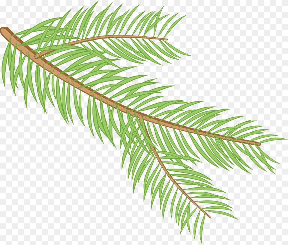 Spruce Branch Clipart, Conifer, Fir, Plant, Tree Png