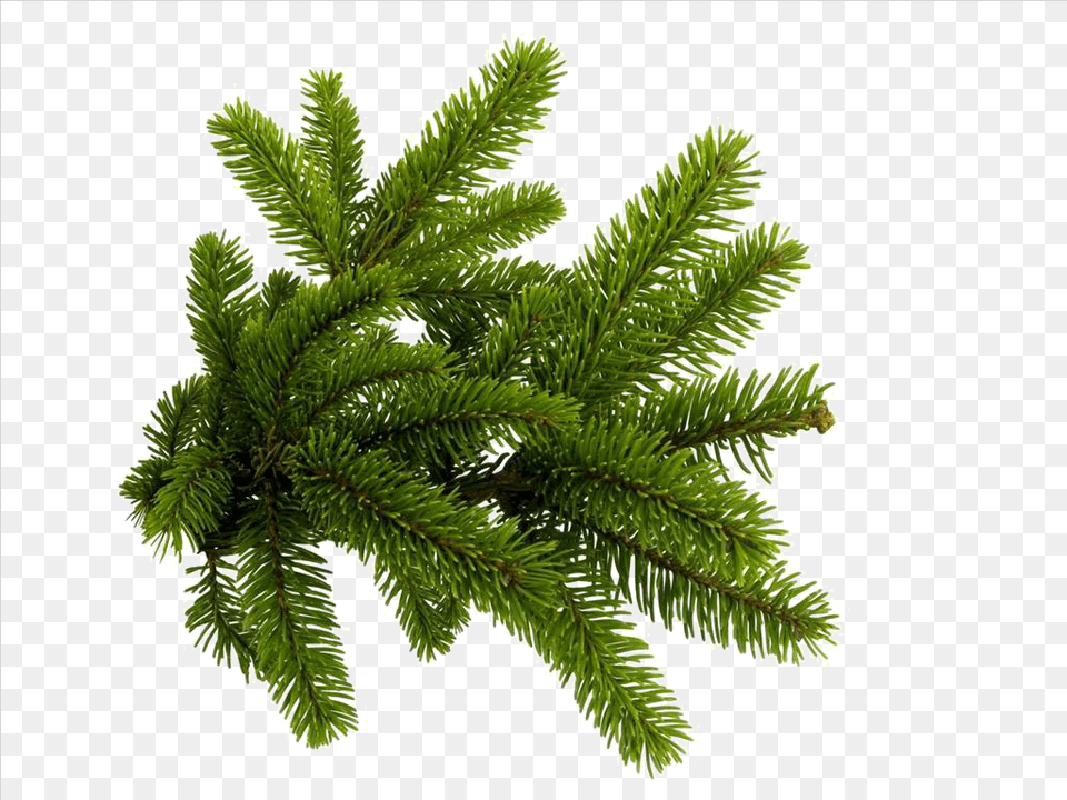 Spruce Branch Fir Tree Branch, Conifer, Pine, Plant Free Png Download