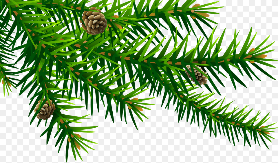 Spruce Branch Pine Branch Clip Art Png Image