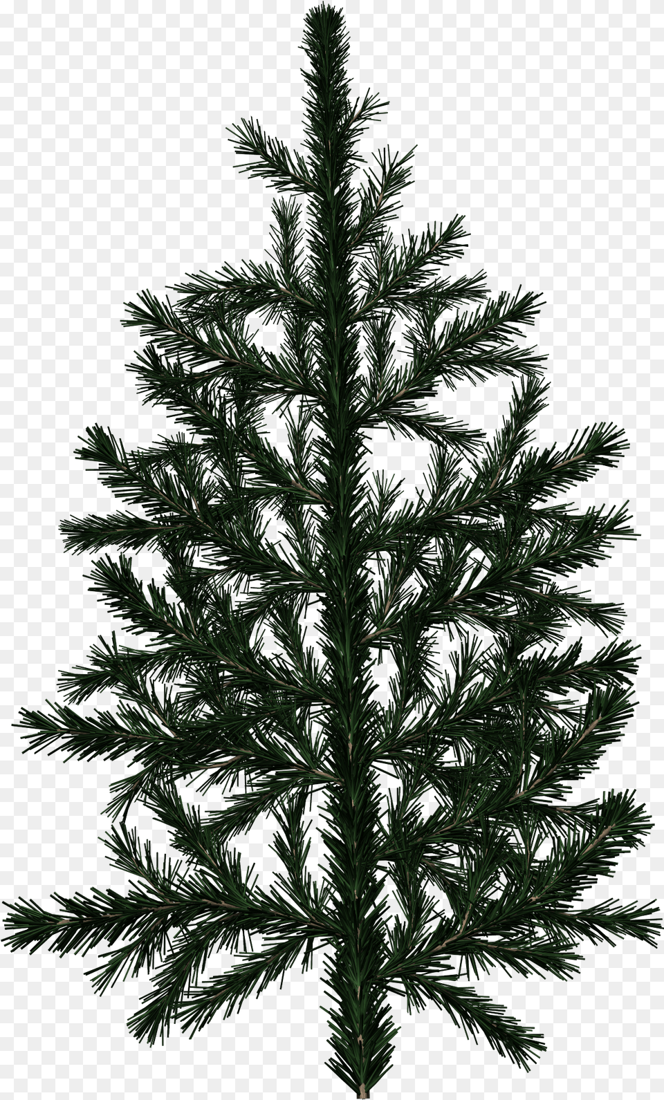 Spruce Branch Pine Tree Branch Texture, Conifer, Plant, Fir Png Image