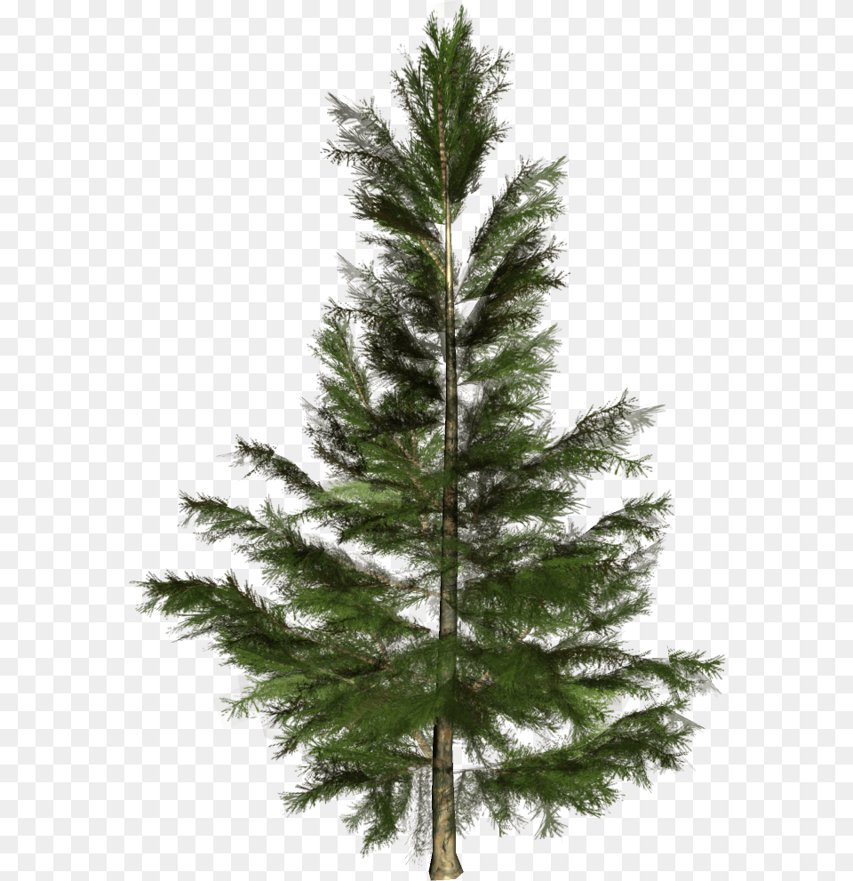 Spruce Christmas Tree Conifers Nordmann Fir Pino De Conifera, Conifer, Pine, Plant, Leaf Free Transparent Png