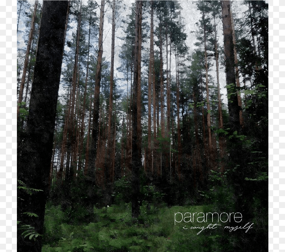Spruce Fir Forest 2013, Woodland, Vegetation, Tree Trunk, Tree Png Image