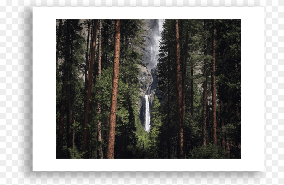 Spruce Fir Forest, Woodland, Vegetation, Plant, Outdoors Free Transparent Png