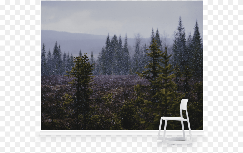 Spruce Fir Forest, Chair, Conifer, Furniture, Plant Png Image