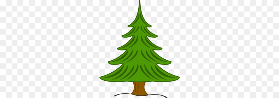 Spruce Fir Pine Tree Evergreen, Plant, Shark, Sea Life, Fish Png
