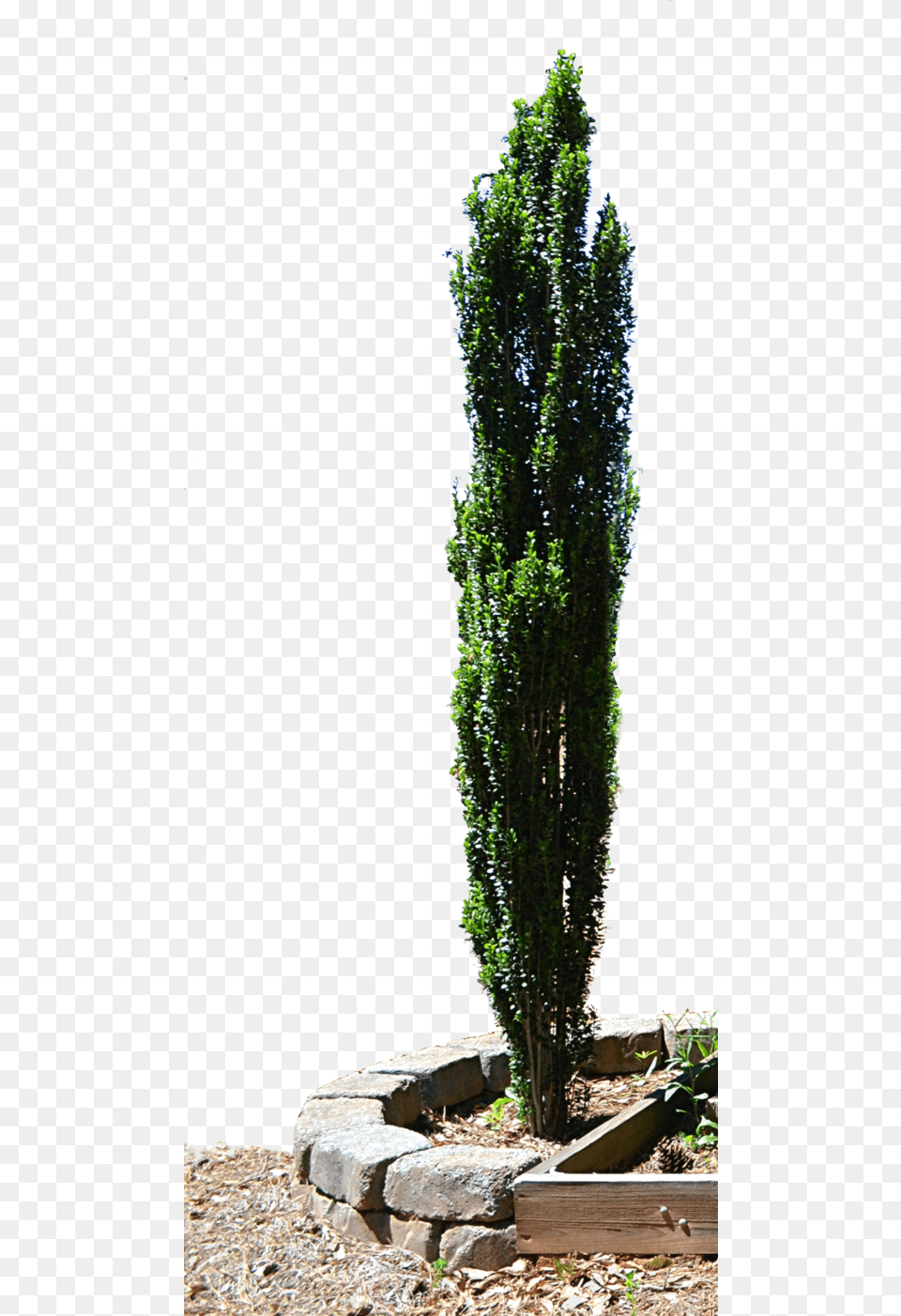 Spruce Mediterranean Cypress Evergreen Tree Planter Cypress Tree, Conifer, Plant, Potted Plant, Path Png Image