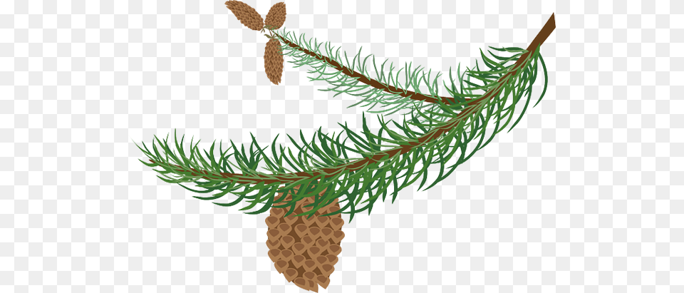 Spruce Needles Spruce Needles Clip Art Pine Tree Branch, Conifer, Fir, Plant Free Transparent Png