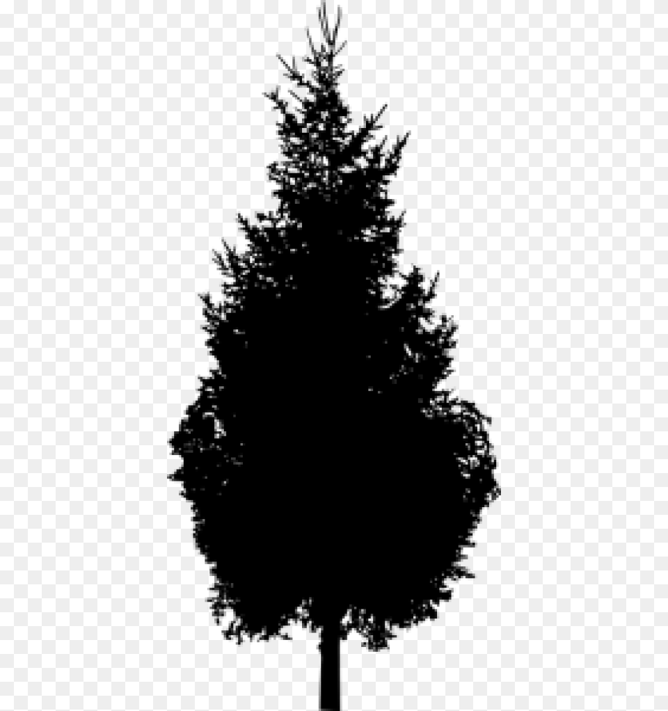 Spruce Pine Silhouette Black And White Tree Silhouette File, Gray Png Image