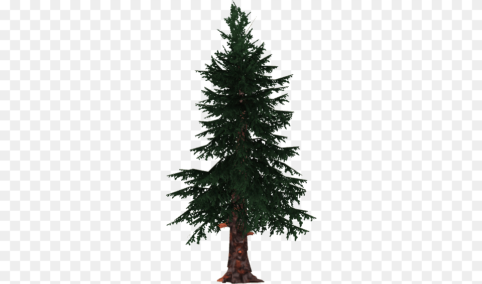 Spruce Pines, Conifer, Fir, Pine, Plant Png