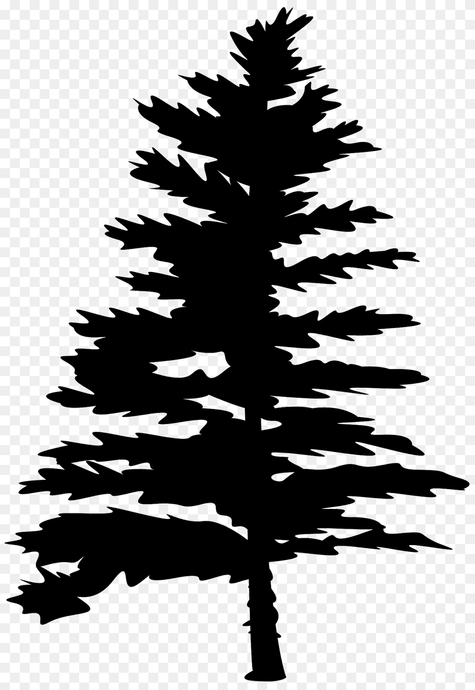 Spruce Silhouette, Fir, Pine, Plant, Tree Free Png