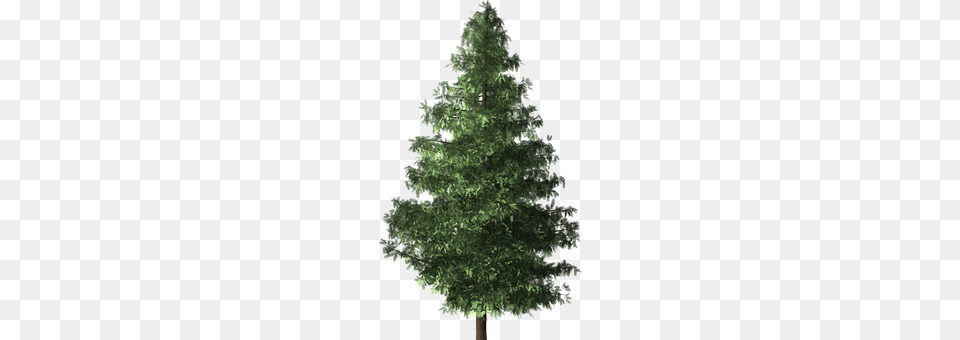 Spruce Tree Fir, Pine, Plant, Conifer Png Image