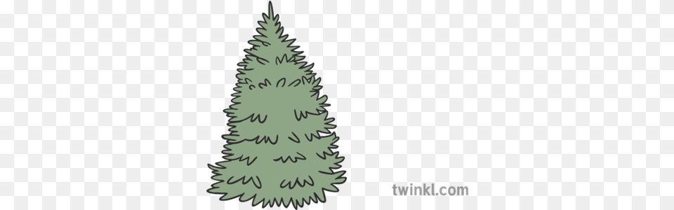 Spruce Tree Illustration Twinkl Christmas Tree, Plant, Christmas Decorations, Festival, Christmas Tree Png Image