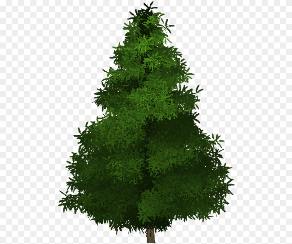 Spruce Tree Painted, Conifer, Fir, Green, Plant Free Png Download