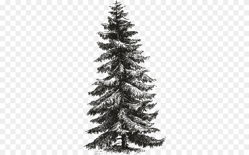 Spruce Tree Pine Tree, Fir, Plant, Conifer, Person Free Png