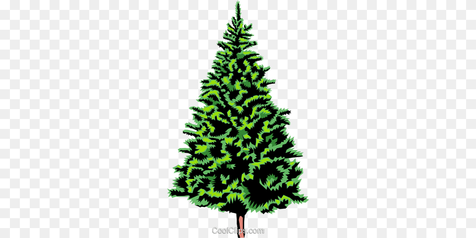 Spruce Tree Royalty Vector Clip Art Illustration, Pine, Plant, Fir, Christmas Free Png Download