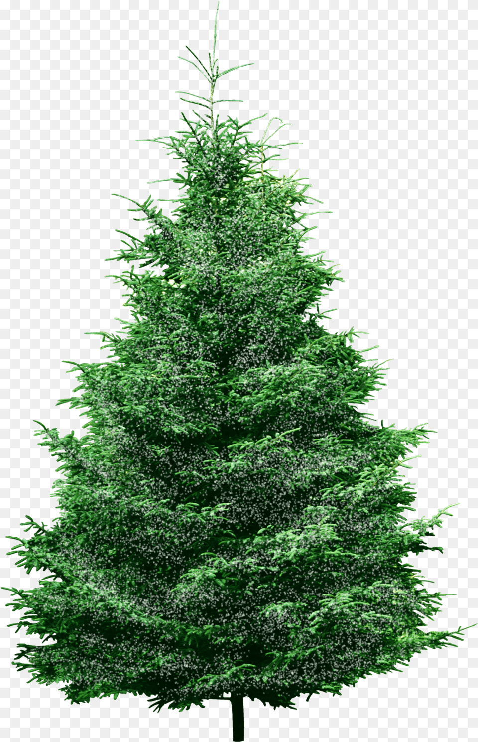 Spruce Tree U2013 Sweet Pea Machine Embroidery Designs Transparent Background Pine Tree Transparent Clipart, Fir, Plant, Green, Conifer Png