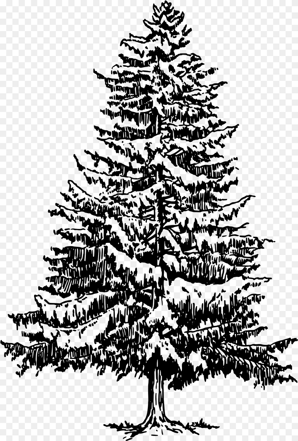 Spruce Vector Royalty Free Stock Pine Tree Black And White, Gray Png