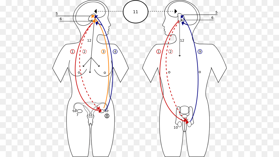 Sprzenie Zwrotne Hormonow Pituitary Gland Controls The Function Of The Ovaries, Chart, Plot, Measurements, Adult Free Transparent Png