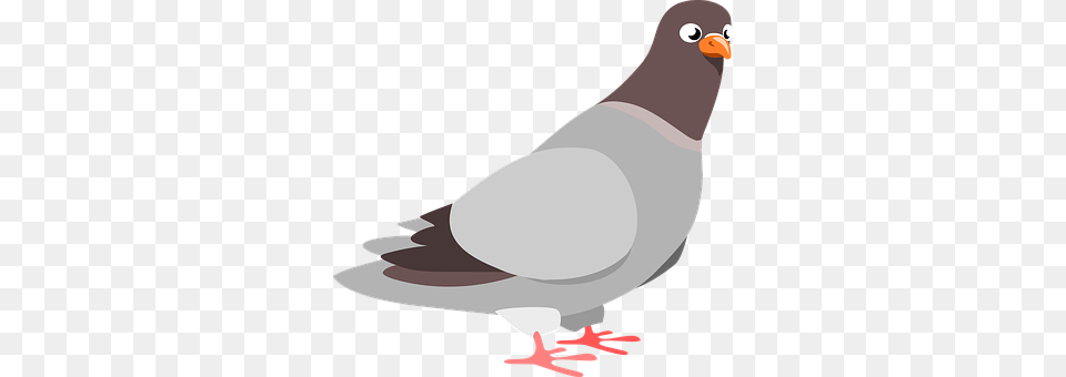 Squab Animal, Bird, Pigeon, Dove Free Png Download