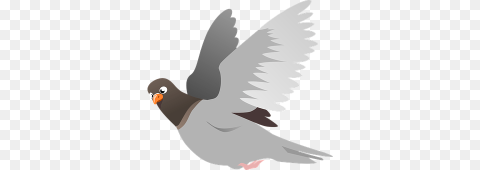 Squab Animal, Bird, Fish, Pigeon Png