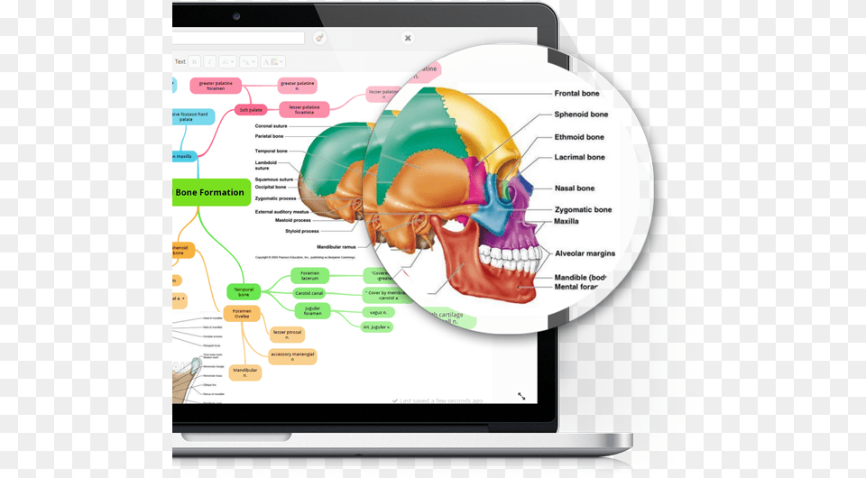 Squamosal Bone In Humans, Chart, Plot, Computer Hardware, Electronics Png Image