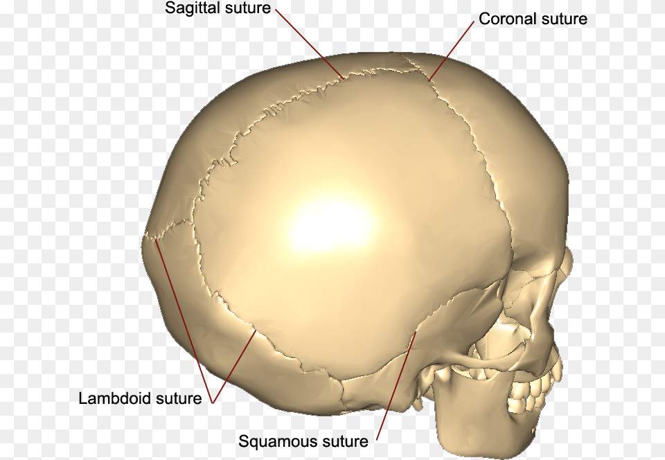 Squamous Sutures Of The Skull, Head, Person, Face Free Transparent Png