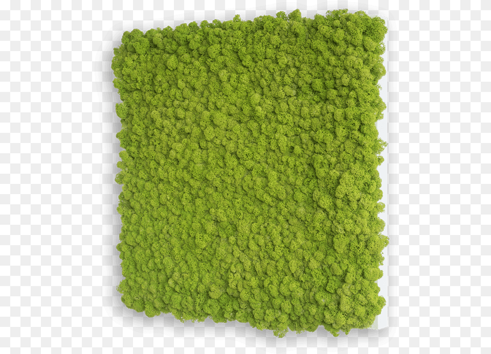 Square Field, Home Decor, Vegetation, Moss, Rug Free Png