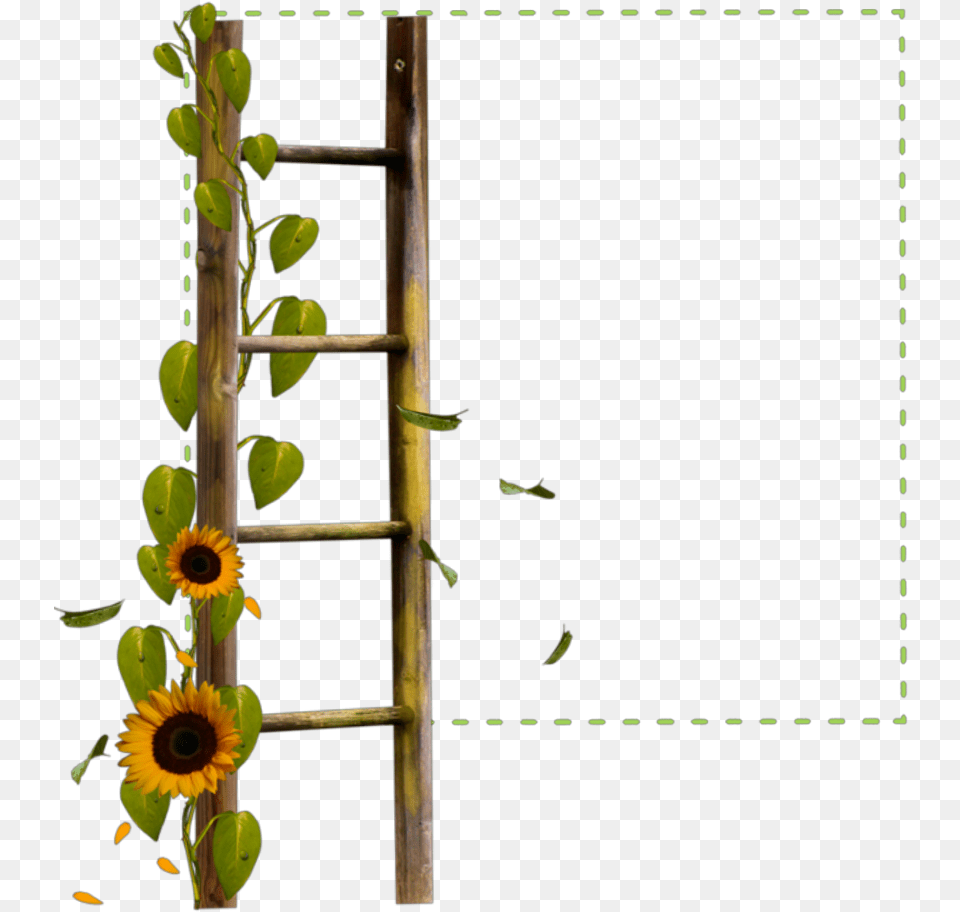 Square Green Frame Ladder Sunflower Flowers Borders Sunflower And Burgundy Border Transparent, Flower, Flower Arrangement, Plant, Petal Free Png Download