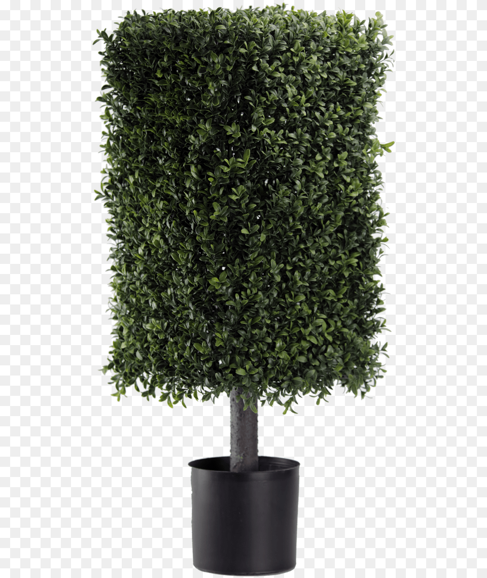 Square Topiary Pot, Fence, Hedge, Plant, Potted Plant Png Image