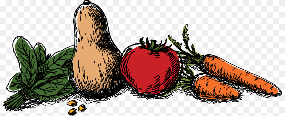 Squash, Food, Produce, Carrot, Vegetable Png