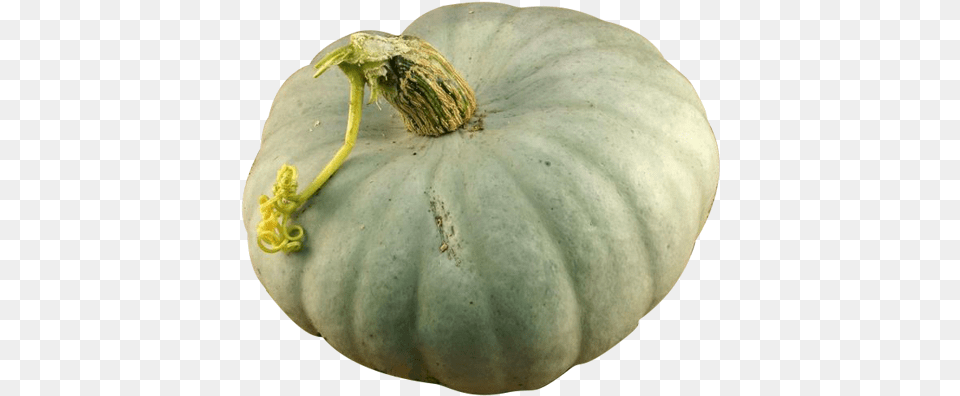 Squash Crown Prince Gourd, Vegetable, Food, Pumpkin, Produce Free Transparent Png