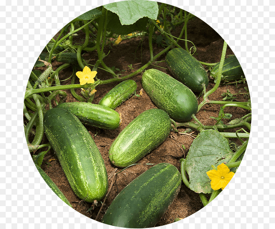 Squash Plant Vs Cucumber Plant, Food, Produce, Vegetable Png Image