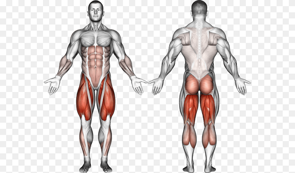 Squat Muscles Infraspinatus Exercises, Body Part, Torso, Person, Adult Free Transparent Png