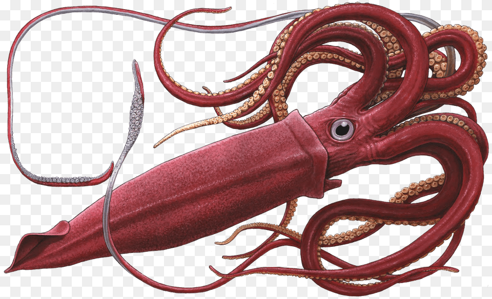 Squid, Animal, Food, Sea Life, Seafood Png