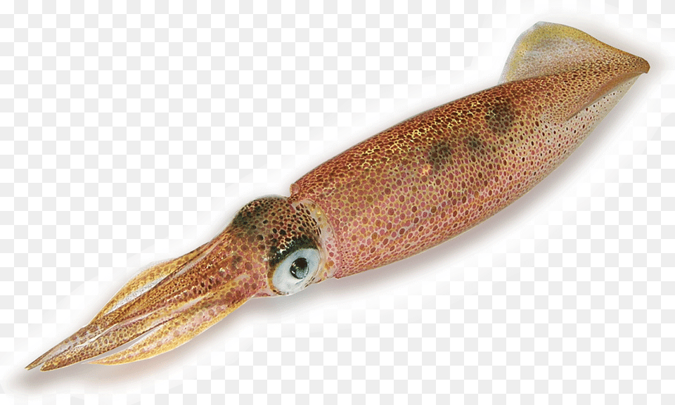 Squid, Food, Seafood, Animal, Fish Png