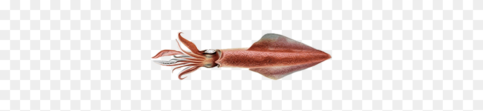 Squid, Animal, Food, Invertebrate, Sea Life Png Image