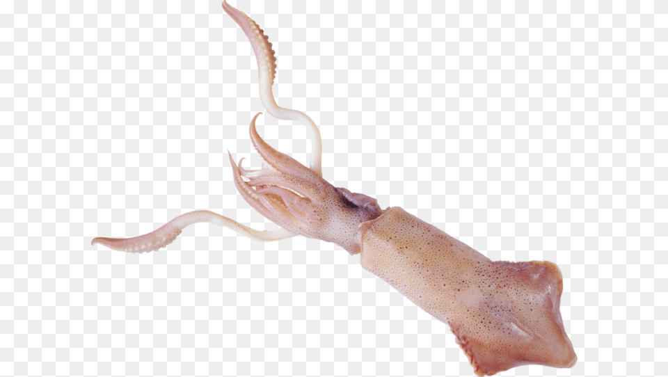 Squid, Animal, Food, Sea Life, Seafood Free Transparent Png