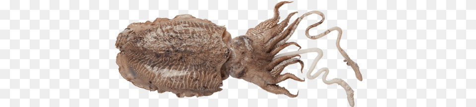 Squid, Animal, Insect, Invertebrate, Sea Life Free Png Download