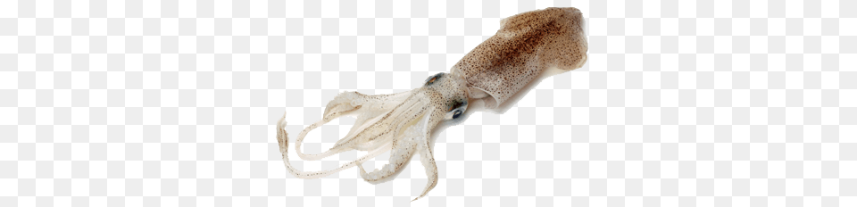 Squid, Animal, Food, Sea Life, Seafood Free Transparent Png