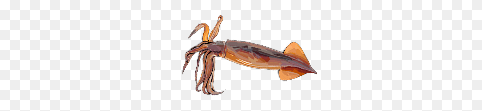 Squid, Animal, Food, Invertebrate, Sea Life Png