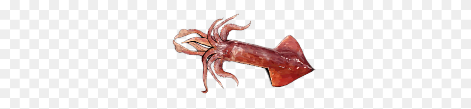 Squid, Food, Seafood, Animal, Sea Life Free Png