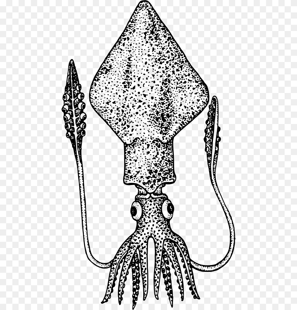 Squid Colossal Squid Clipart, Gray Free Png Download