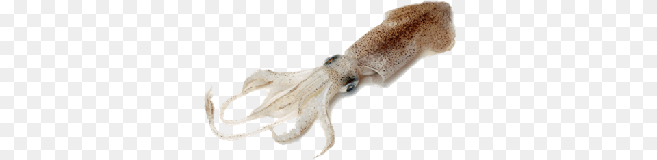 Squid Do Squid Look Like, Animal, Food, Sea Life, Seafood Free Transparent Png