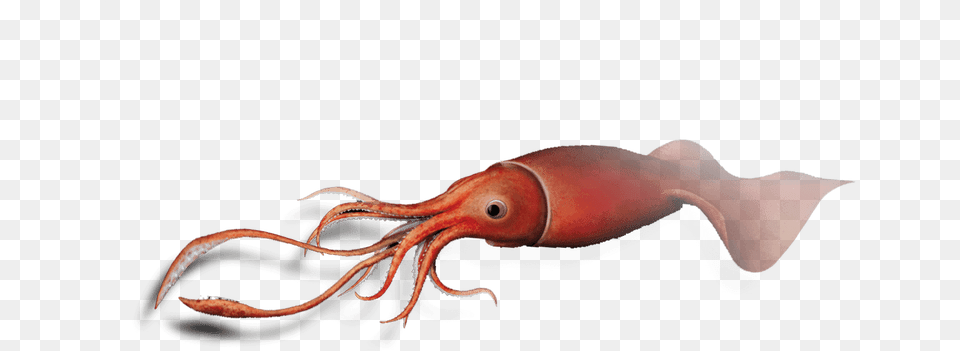 Squid Hd Colossal Squid, Food, Seafood, Animal, Sea Life Free Png