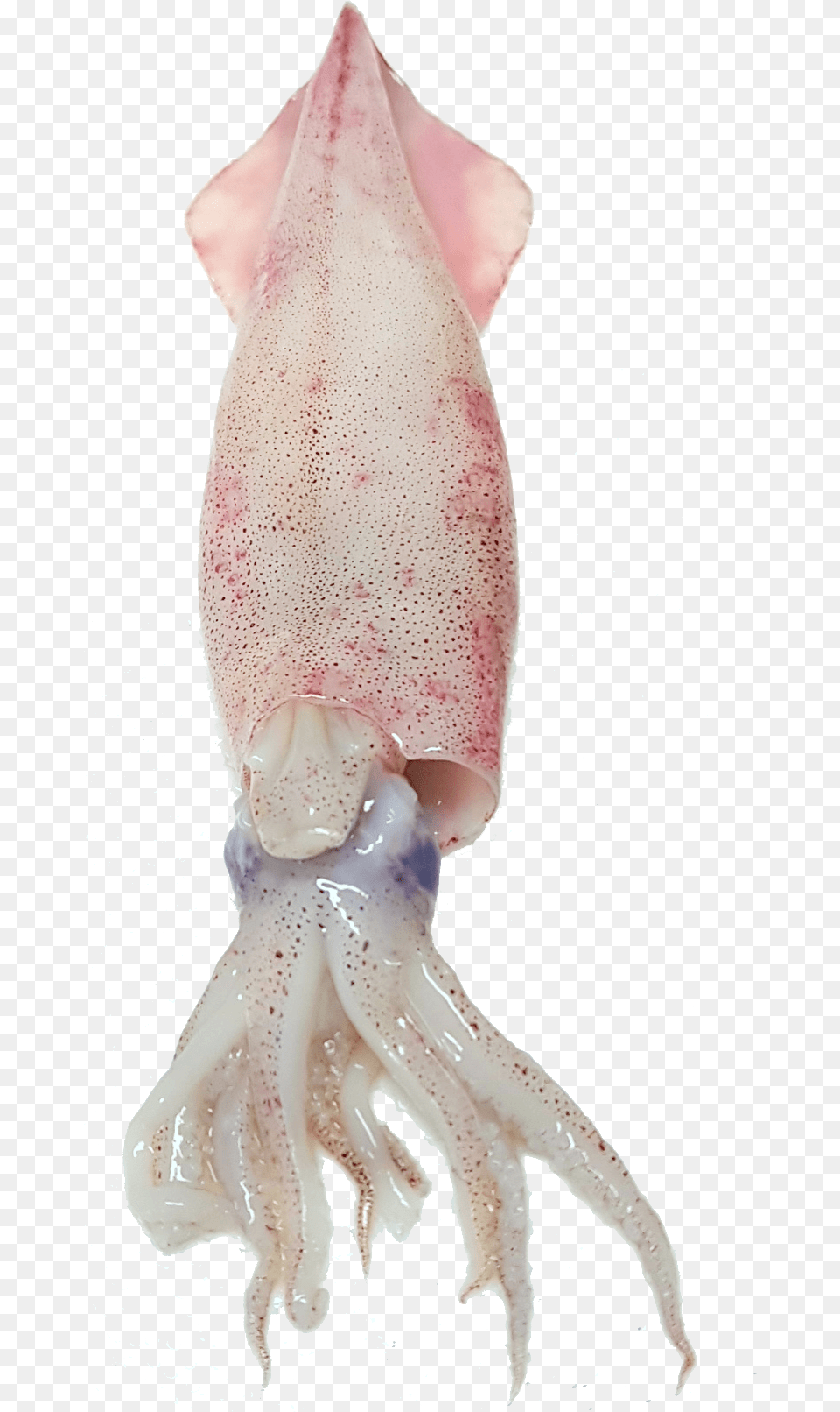 Squid Image Squid, Animal, Food, Sea Life, Seafood Free Transparent Png