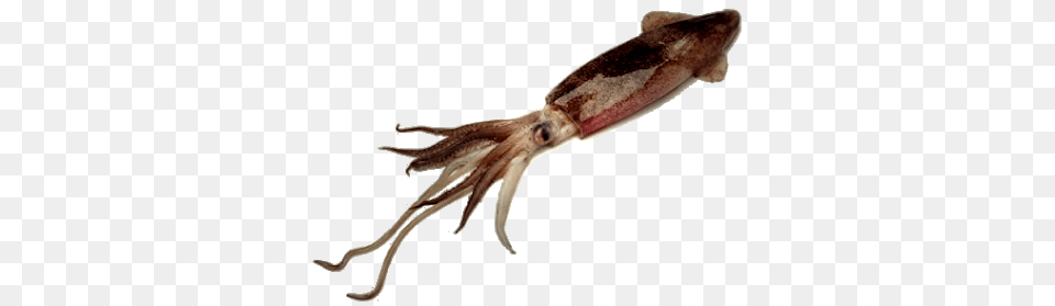 Squid Images Transparent Free Download, Food, Seafood, Animal, Sea Life Png