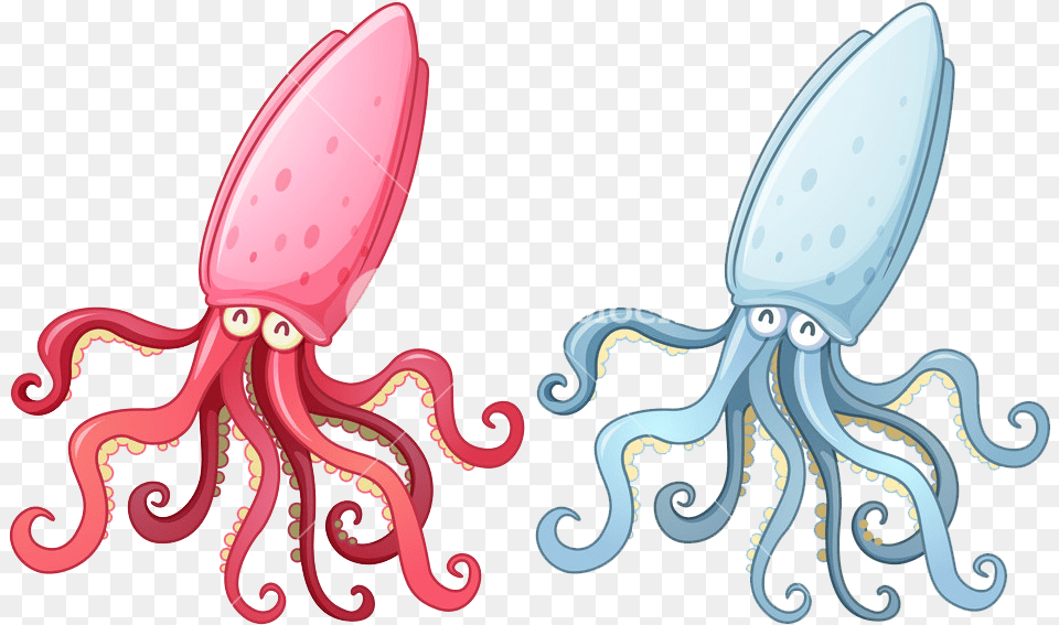 Squid Photo Background, Animal, Sea Life, Food, Seafood Free Transparent Png