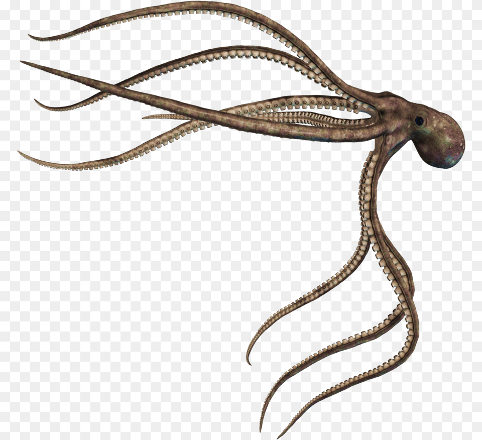 Squid Photo Mire Squid Skull Island, Animal, Sea Life, Dinosaur, Invertebrate Png