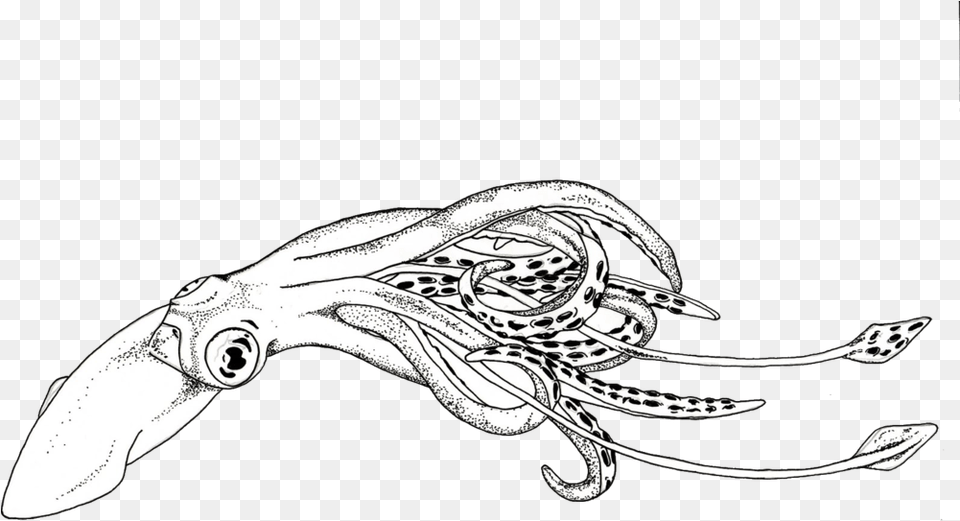 Squid Sketch Squid Black And White Clipart, Food, Seafood, Animal, Invertebrate Png