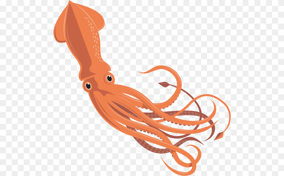 Squid Vector Moluscos Con Concha Interna, Animal, Food, Sea Life, Seafood Free Transparent Png